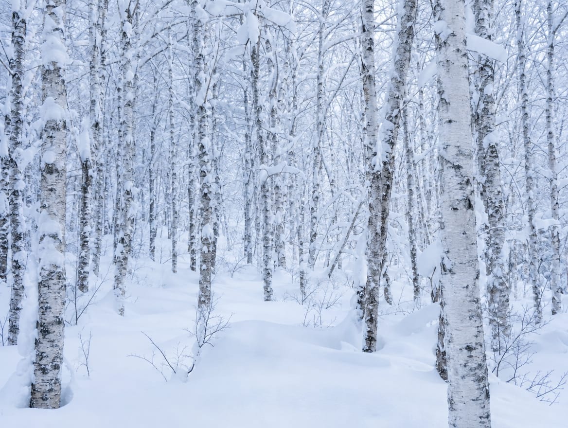 Snow-laden birch forest, landscape