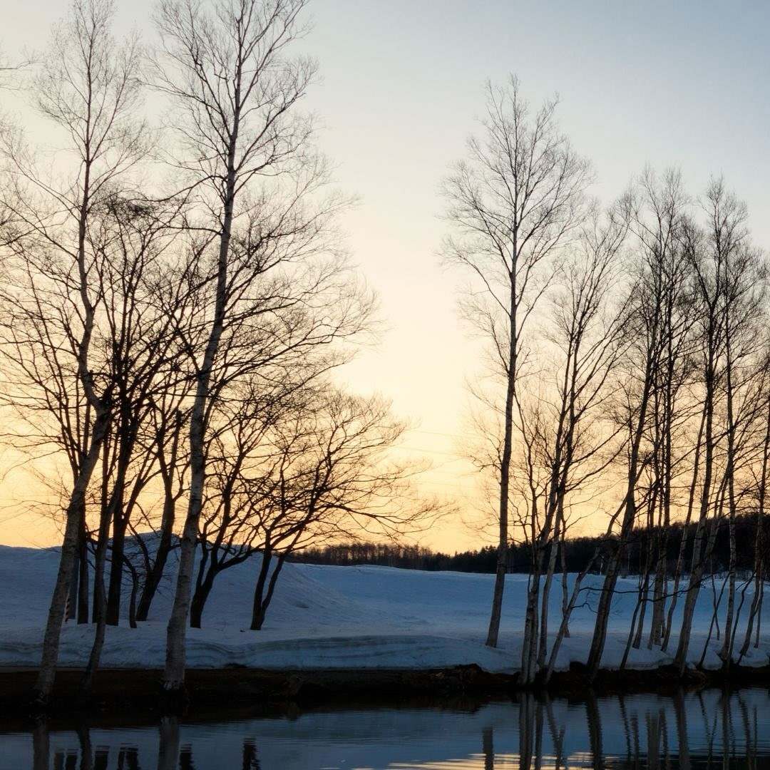 Birch trees and snow at sunset