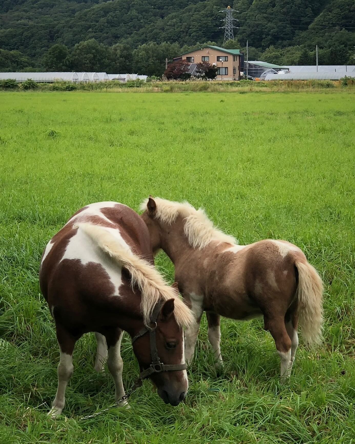 Two ponies who live on the grounds